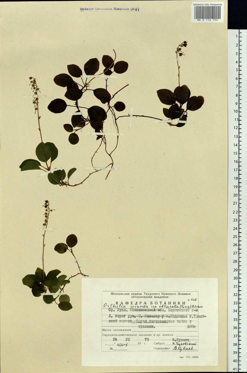 Orthilia secunda (L.) House, Eastern Europe, Eastern region (E10) (Russia)