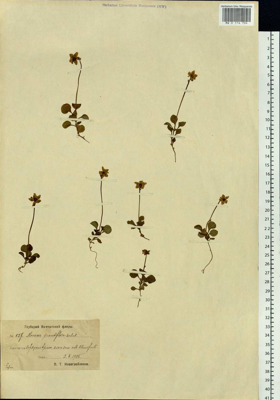 Moneses uniflora (L.) A. Gray, Siberia, Chukotka & Kamchatka (S7) (Russia)