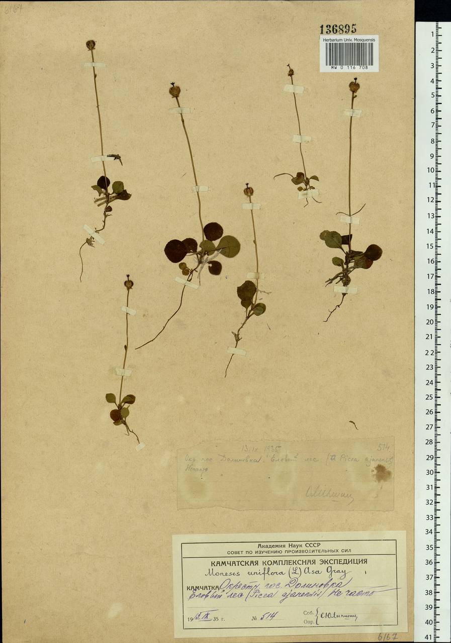 Moneses uniflora (L.) A. Gray, Siberia, Chukotka & Kamchatka (S7) (Russia)
