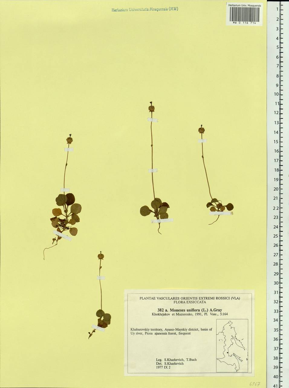 Moneses uniflora (L.) A. Gray, Siberia, Russian Far East (S6) (Russia)