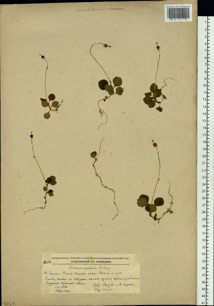 Moneses uniflora (L.) A. Gray, Siberia, Russian Far East (S6) (Russia)