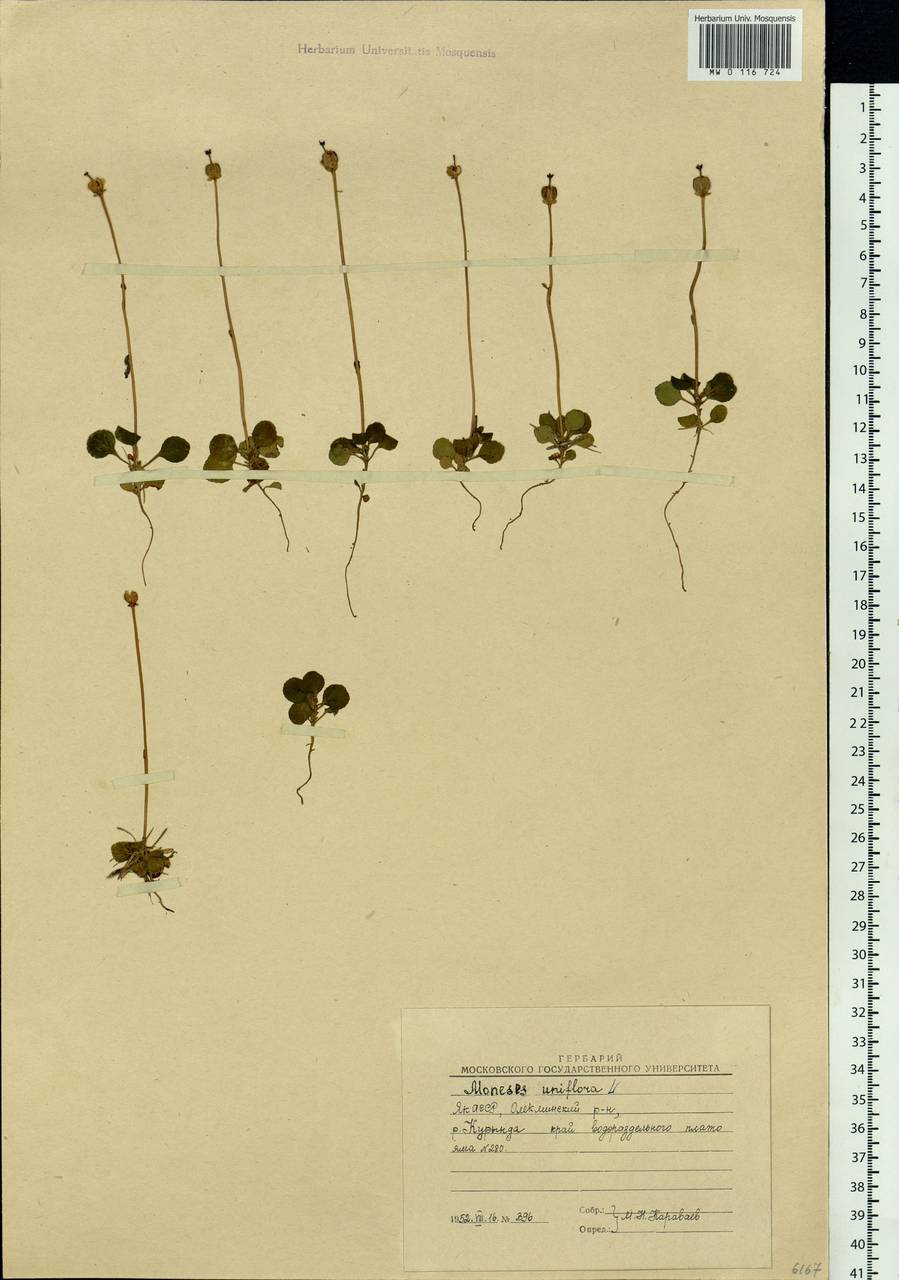 Moneses uniflora (L.) A. Gray, Siberia, Yakutia (S5) (Russia)