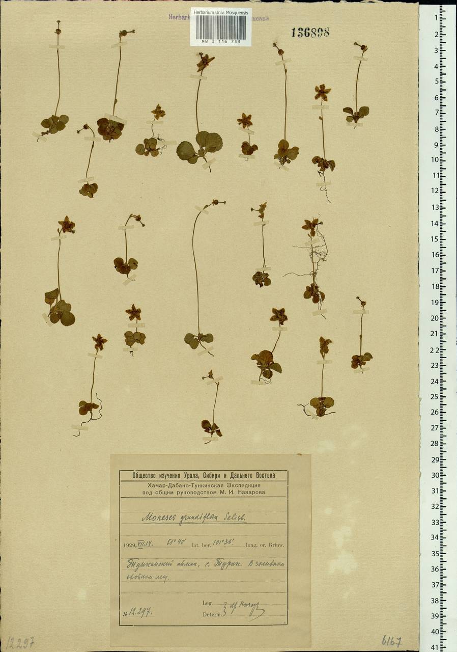 Moneses uniflora (L.) A. Gray, Siberia, Baikal & Transbaikal region (S4) (Russia)