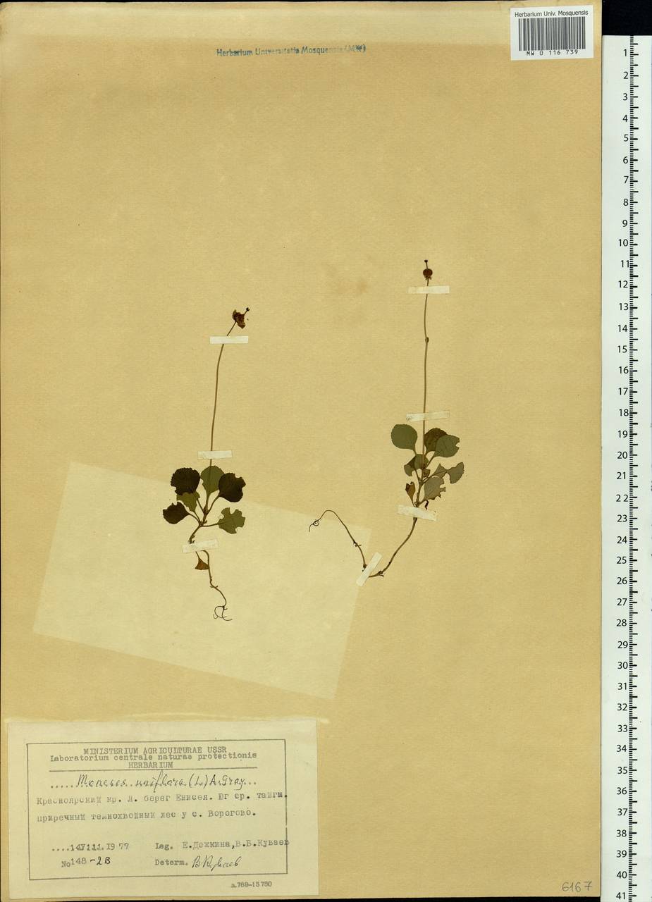 Moneses uniflora (L.) A. Gray, Siberia, Central Siberia (S3) (Russia)