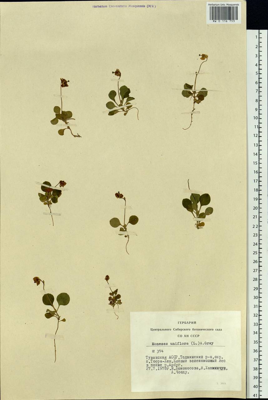 Moneses uniflora (L.) A. Gray, Siberia, Altai & Sayany Mountains (S2) (Russia)