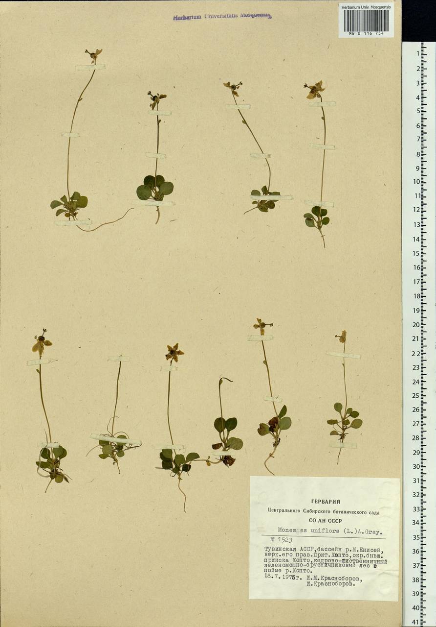 Moneses uniflora (L.) A. Gray, Siberia, Altai & Sayany Mountains (S2) (Russia)