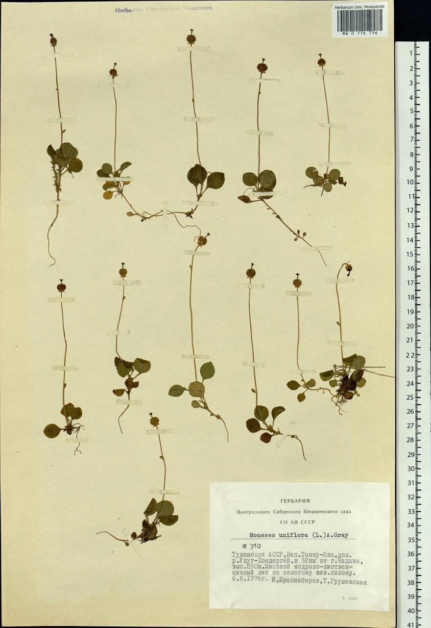 Moneses uniflora (L.) A. Gray, Siberia, Altai & Sayany Mountains (S2) (Russia)