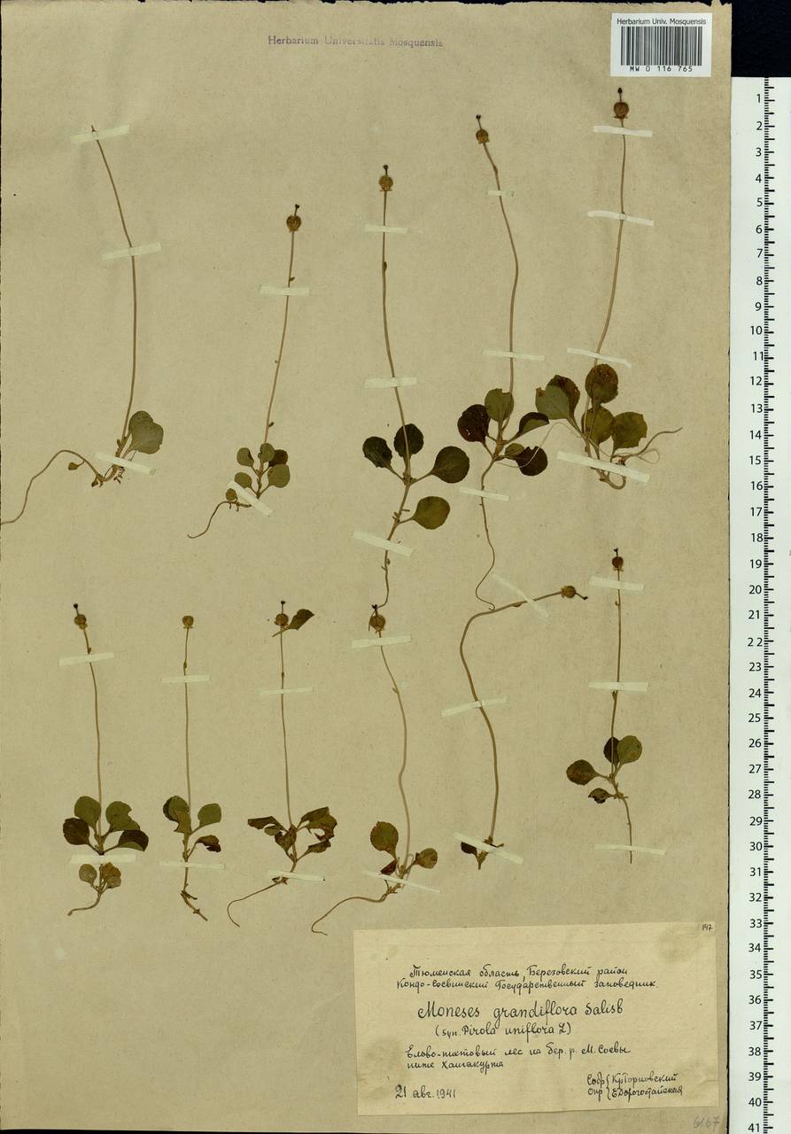 Moneses uniflora (L.) A. Gray, Siberia, Western Siberia (S1) (Russia)