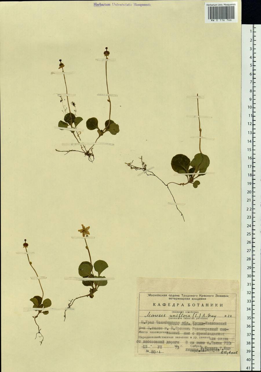 Moneses uniflora (L.) A. Gray, Eastern Europe, Eastern region (E10) (Russia)