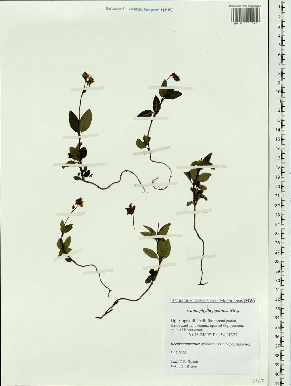 Chimaphila japonica Miq., Siberia, Russian Far East (S6) (Russia)