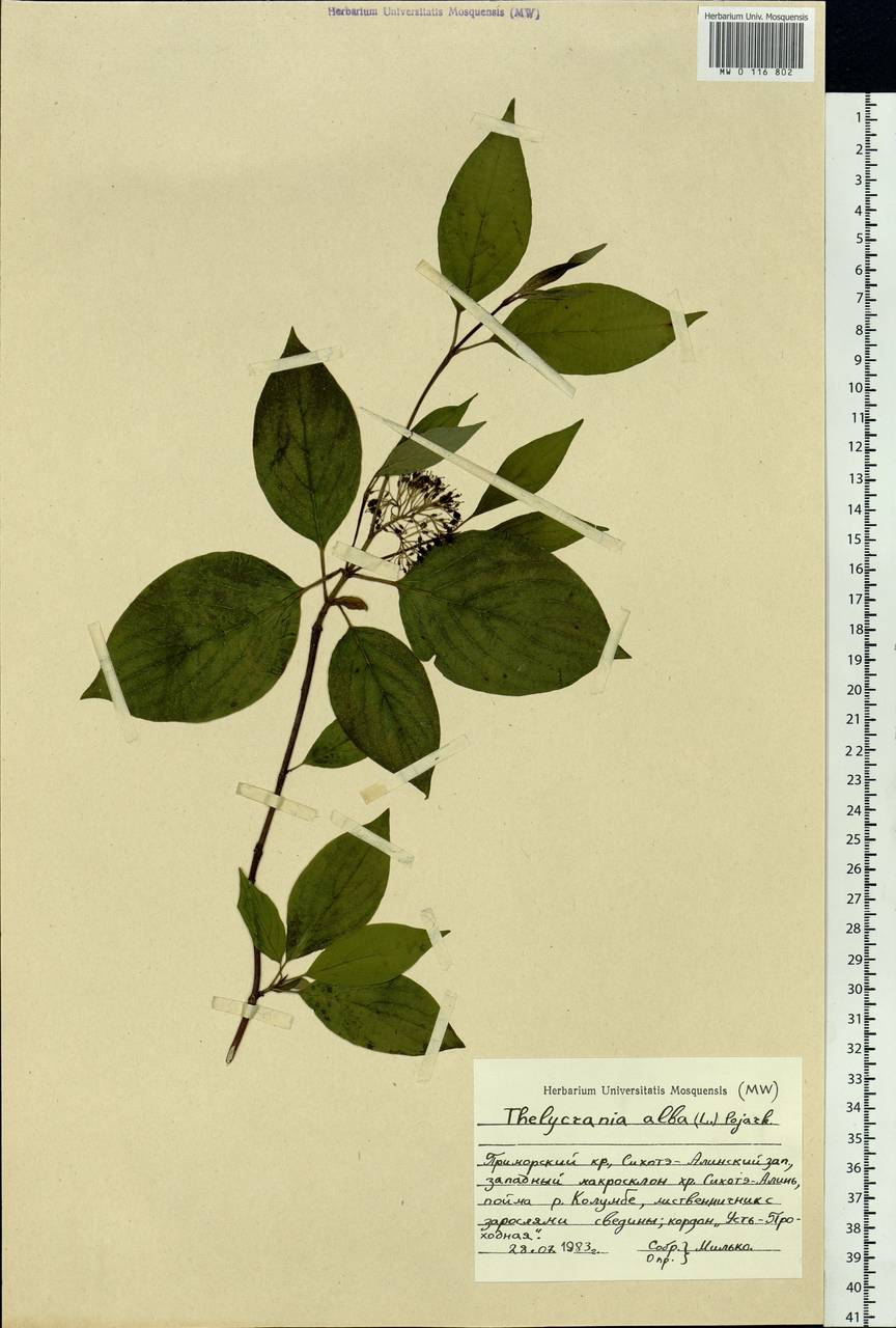 Cornus alba L., Siberia, Russian Far East (S6) (Russia)