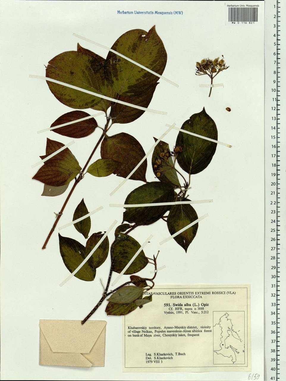 Cornus alba L., Siberia, Russian Far East (S6) (Russia)