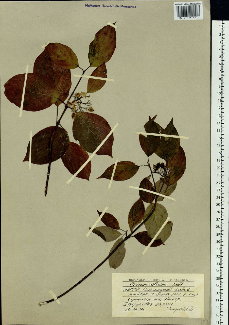 Cornus alba L., Siberia, Yakutia (S5) (Russia)