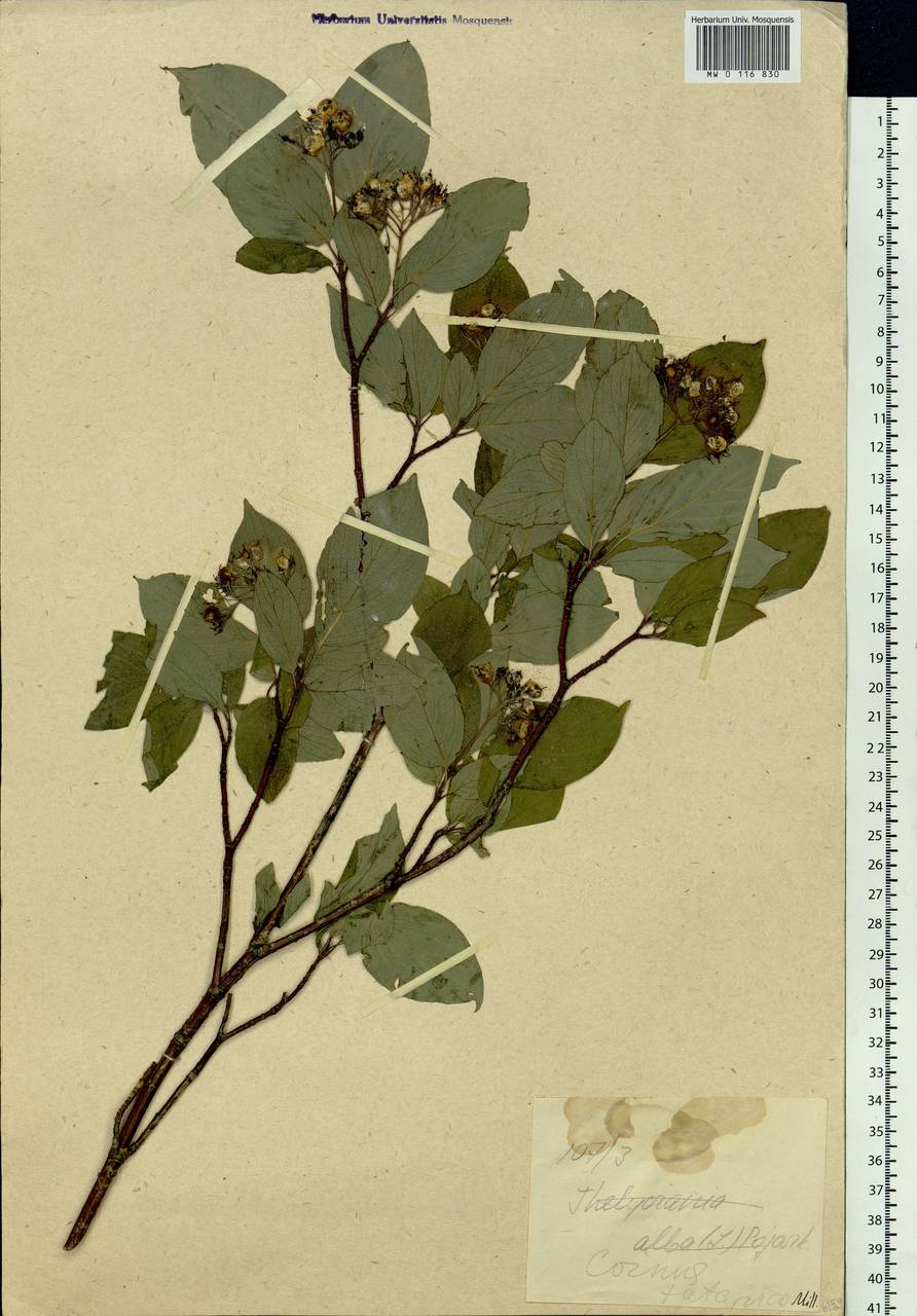 Cornus alba L., Siberia, Yakutia (S5) (Russia)