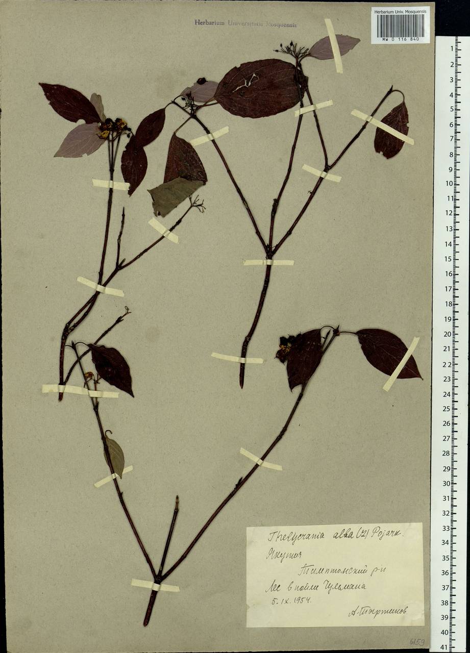 Cornus alba L., Siberia, Yakutia (S5) (Russia)