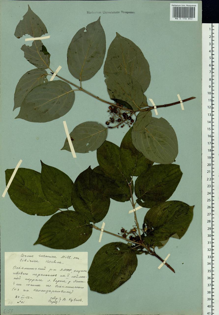 Cornus alba L., Siberia, Yakutia (S5) (Russia)
