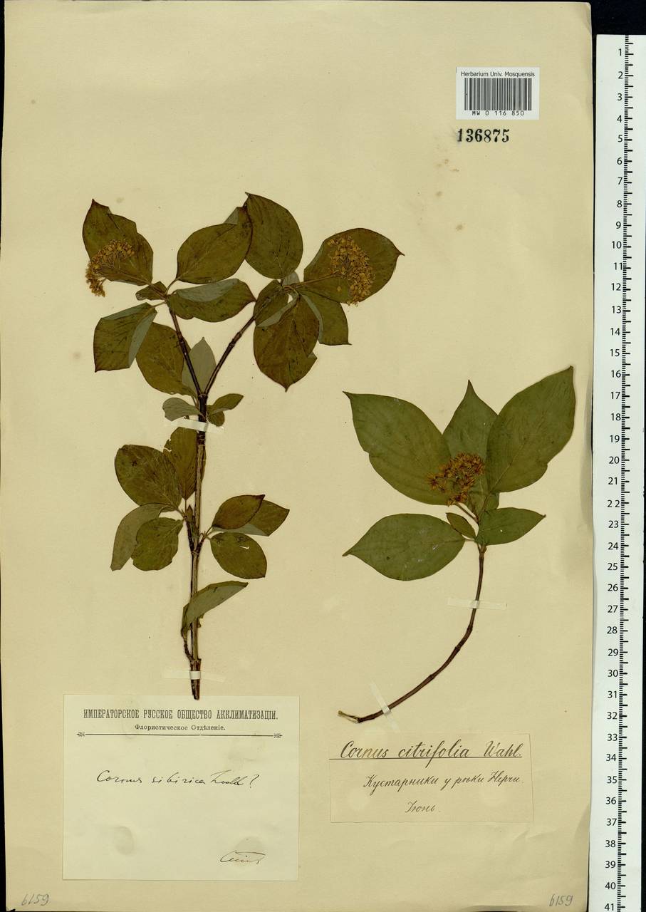 Cornus alba L., Siberia, Baikal & Transbaikal region (S4) (Russia)