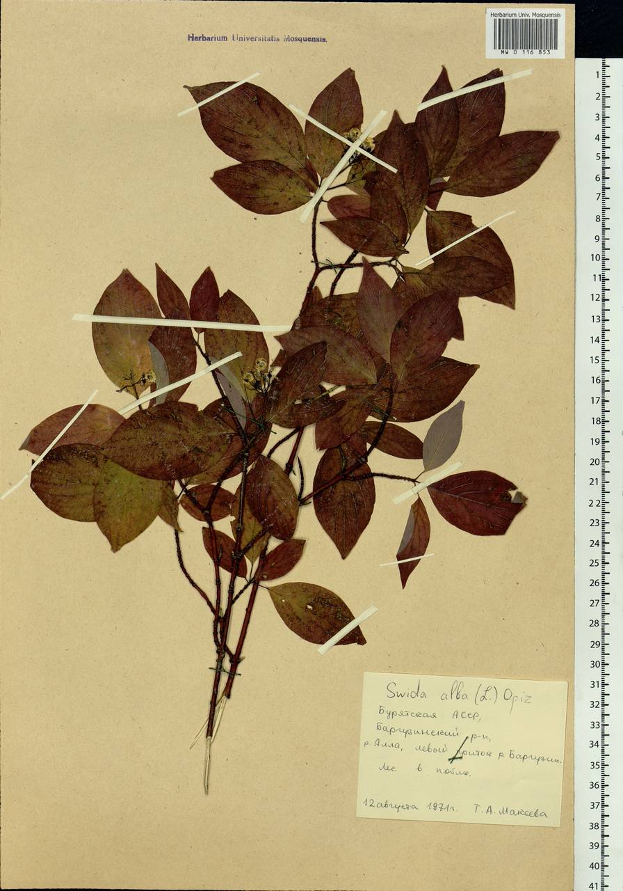 Cornus alba L., Siberia, Baikal & Transbaikal region (S4) (Russia)