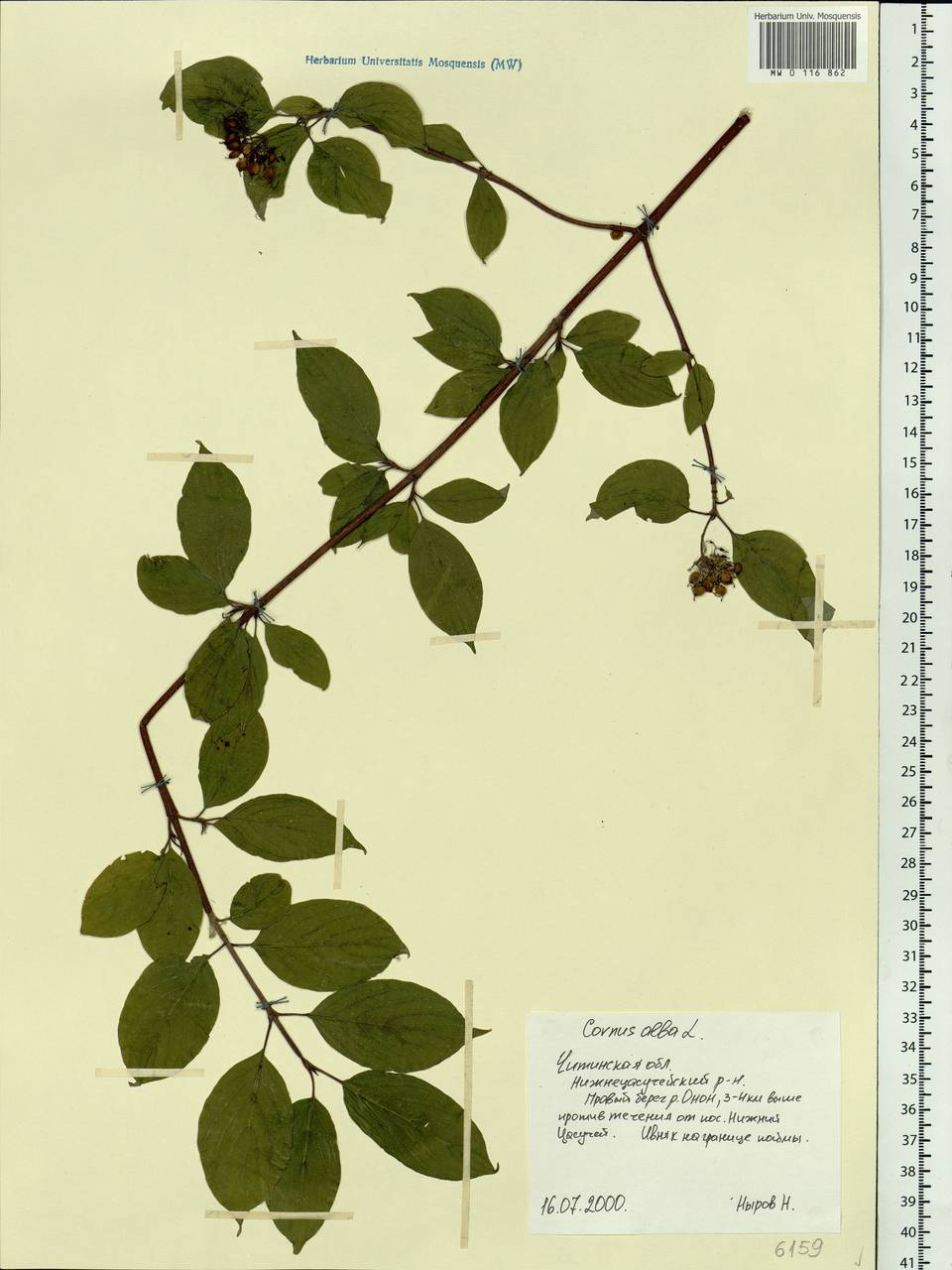 Cornus alba L., Siberia, Baikal & Transbaikal region (S4) (Russia)