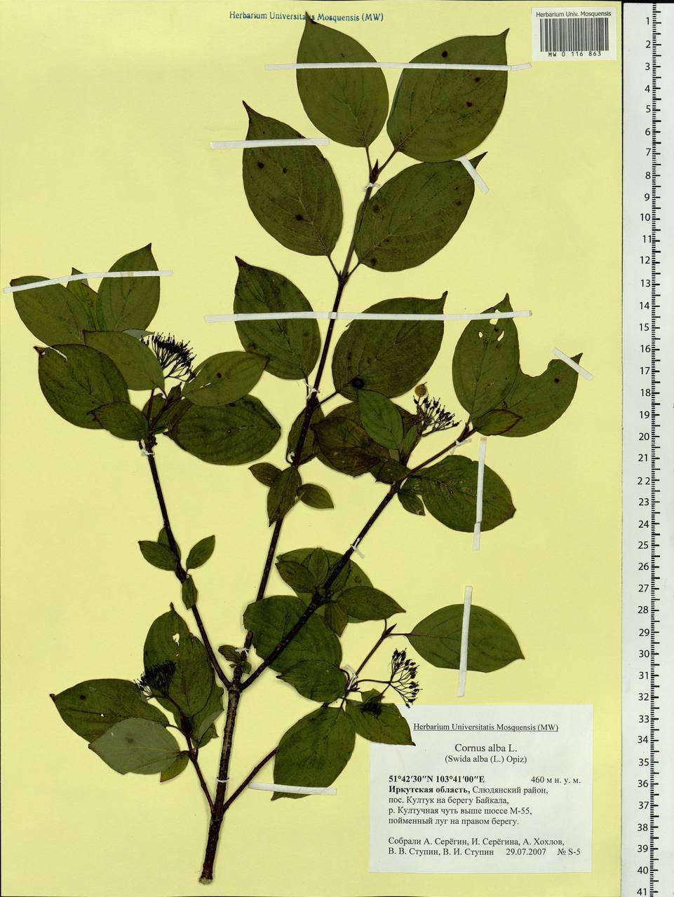 Cornus alba L., Siberia, Baikal & Transbaikal region (S4) (Russia)