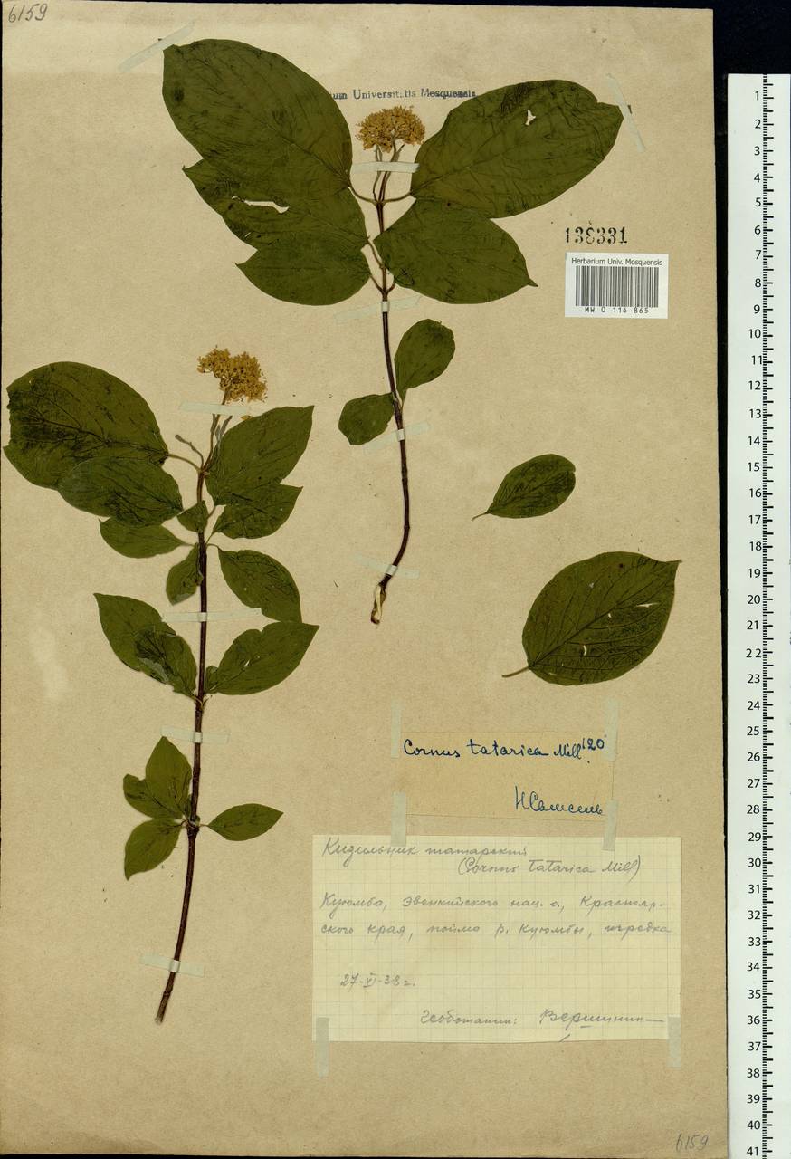 Cornus alba L., Siberia, Central Siberia (S3) (Russia)