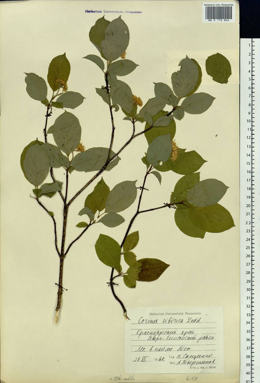 Cornus alba L., Siberia, Central Siberia (S3) (Russia)