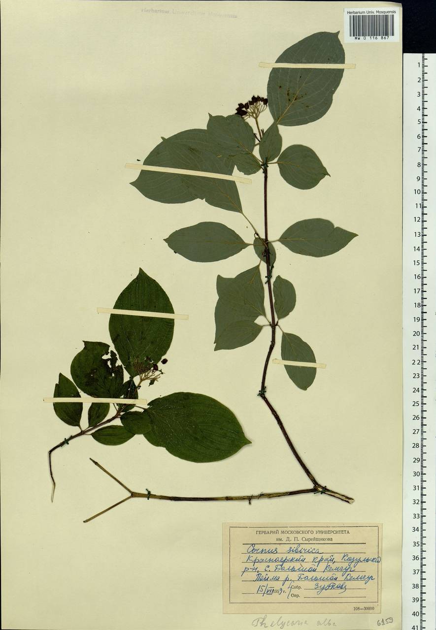 Cornus alba L., Siberia, Central Siberia (S3) (Russia)
