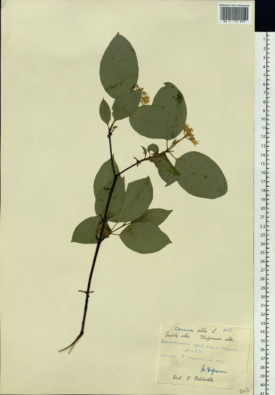 Cornus alba L., Siberia, Central Siberia (S3) (Russia)