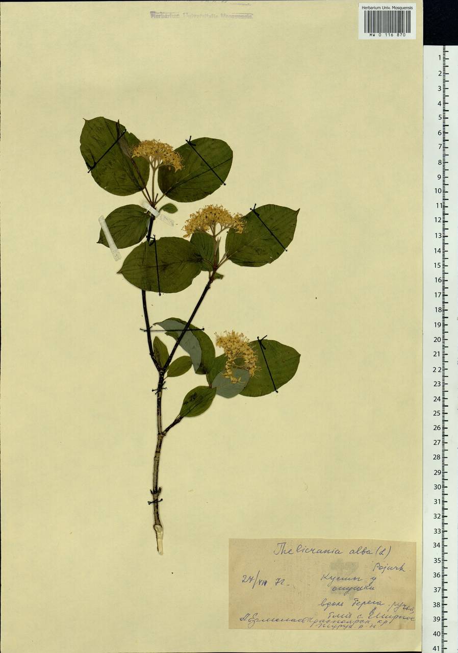 Cornus alba L., Siberia, Central Siberia (S3) (Russia)