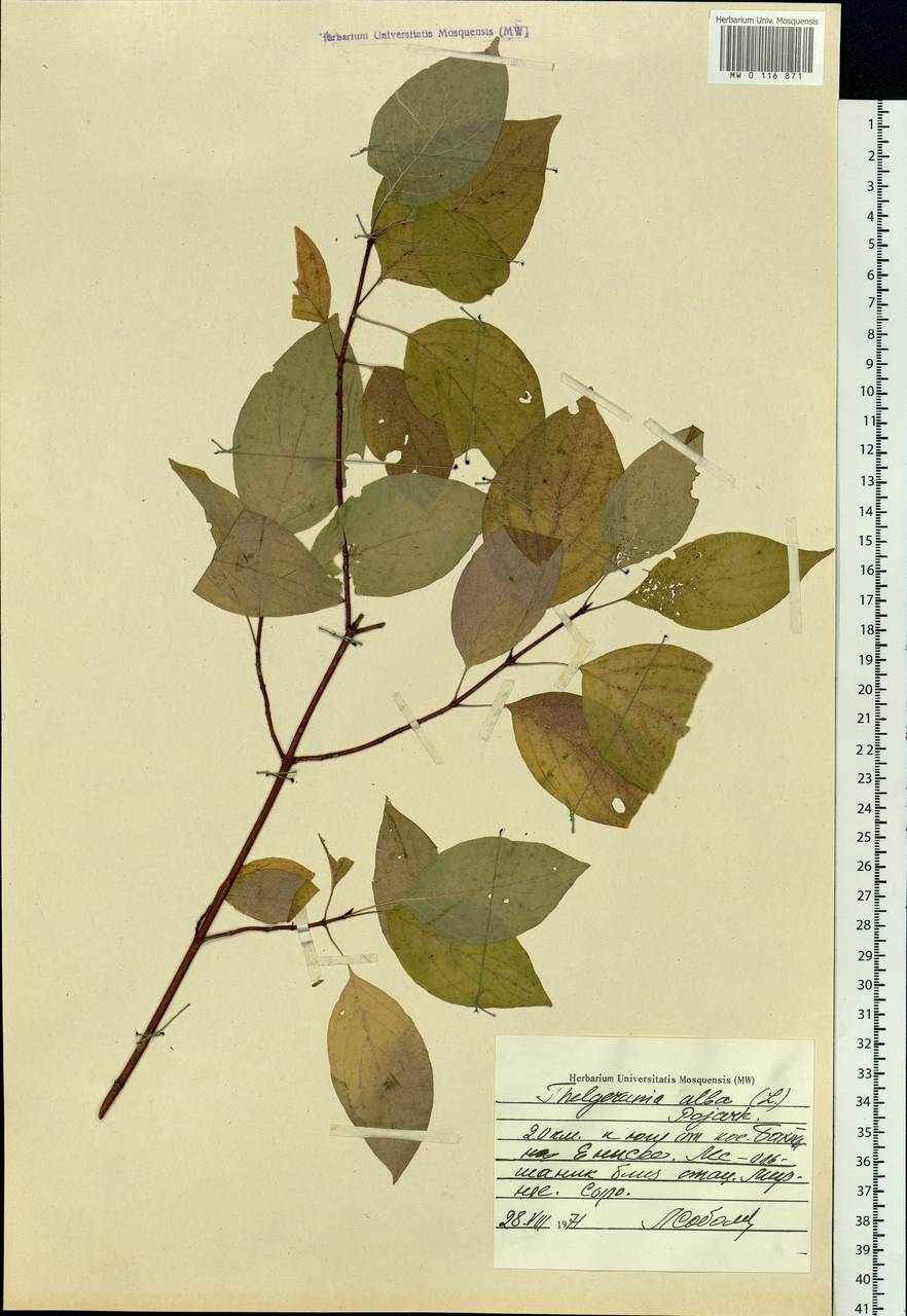 Cornus alba L., Siberia, Central Siberia (S3) (Russia)