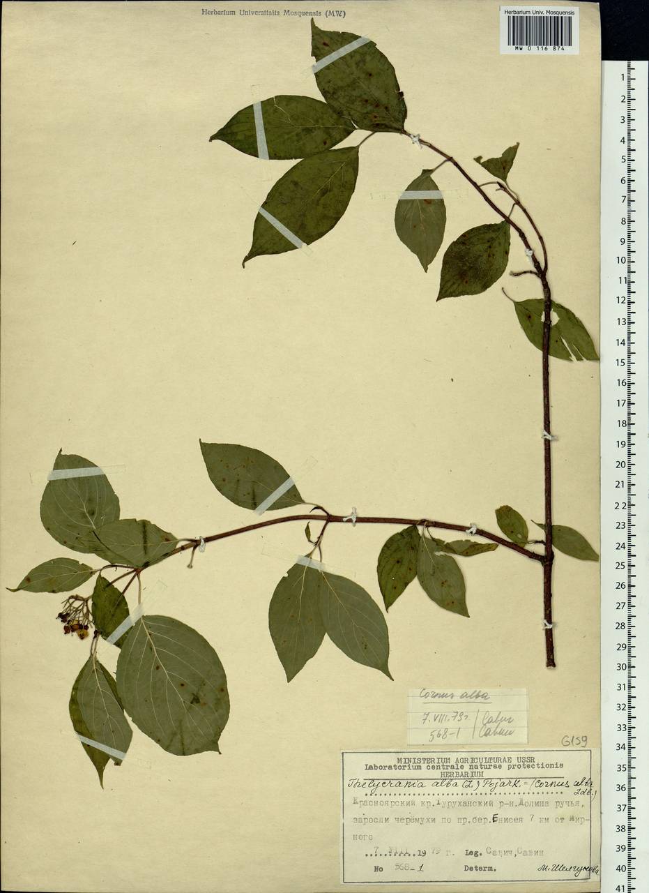 Cornus alba L., Siberia, Central Siberia (S3) (Russia)