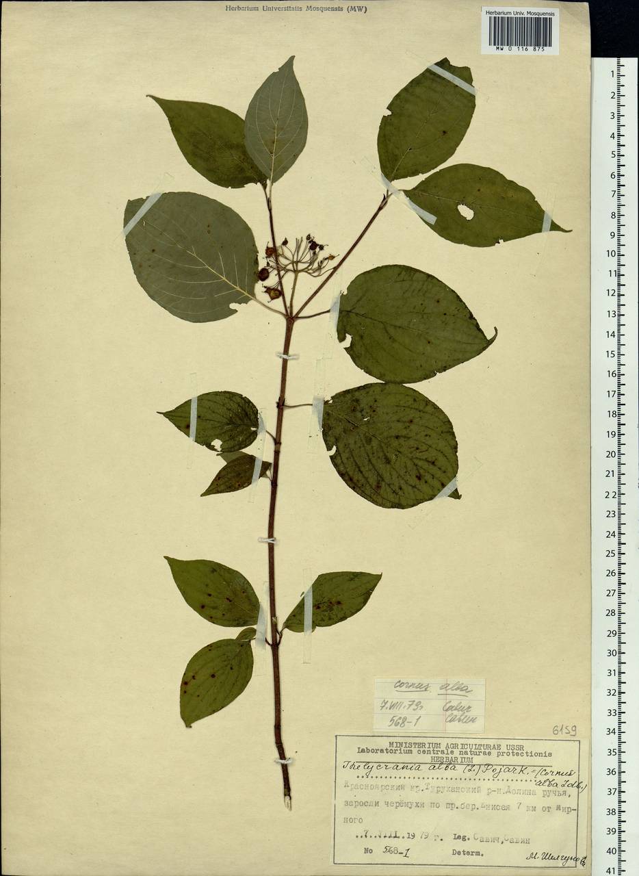 Cornus alba L., Siberia, Central Siberia (S3) (Russia)
