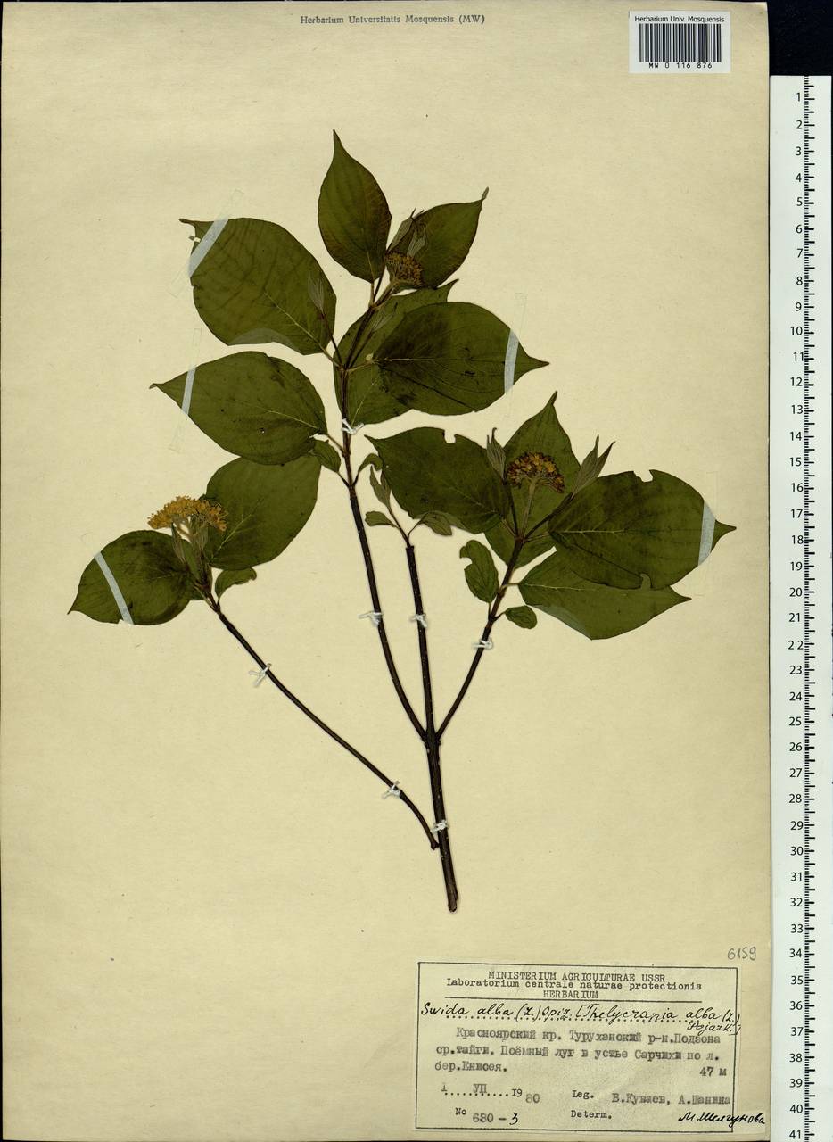Cornus alba L., Siberia, Central Siberia (S3) (Russia)