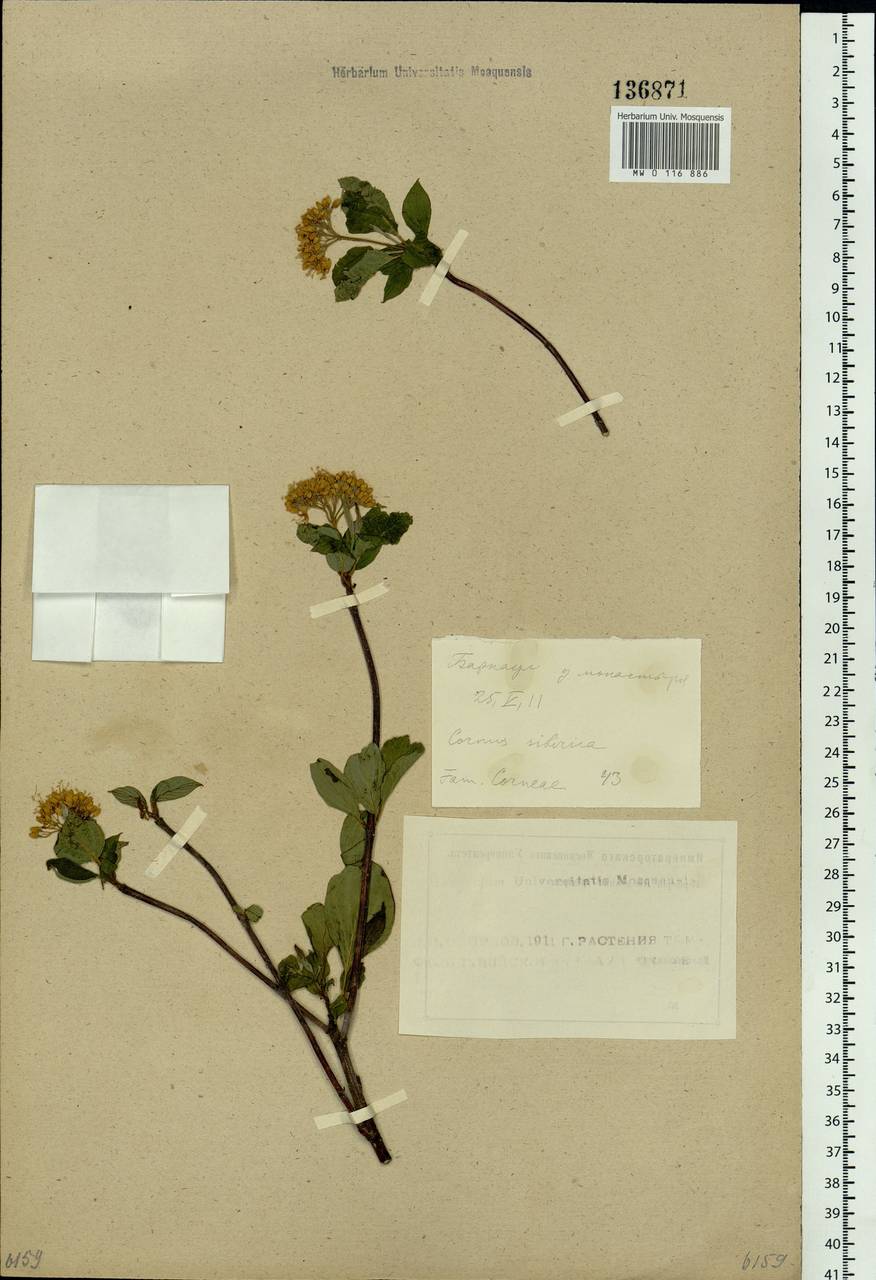 Cornus alba L., Siberia, Altai & Sayany Mountains (S2) (Russia)