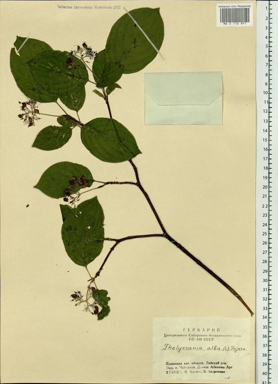 Cornus alba L., Siberia, Altai & Sayany Mountains (S2) (Russia)