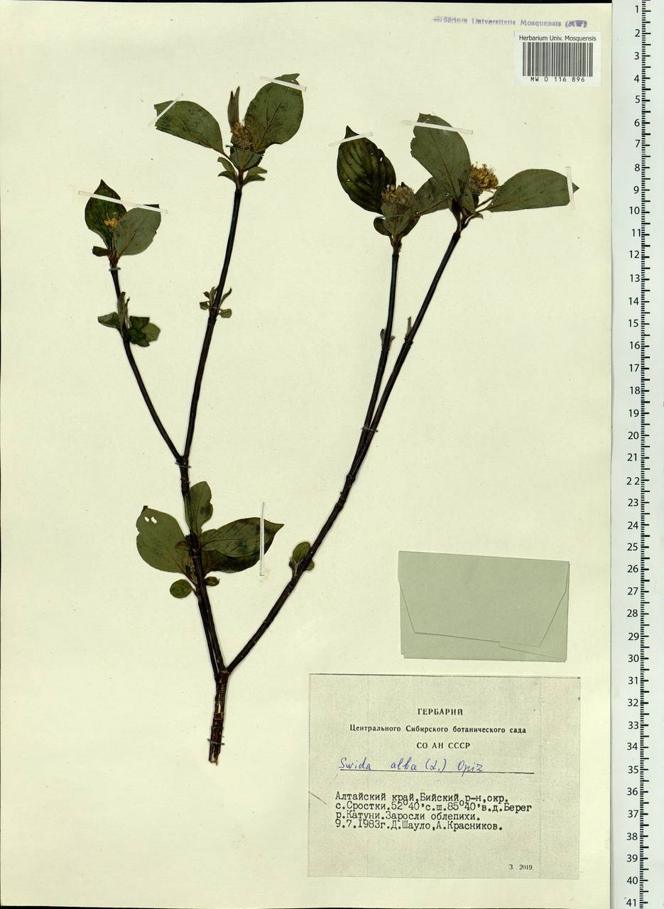 Cornus alba L., Siberia, Altai & Sayany Mountains (S2) (Russia)