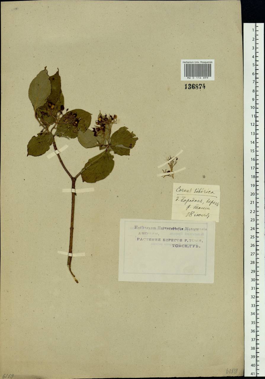 Cornus alba L., Siberia, Western Siberia (S1) (Russia)