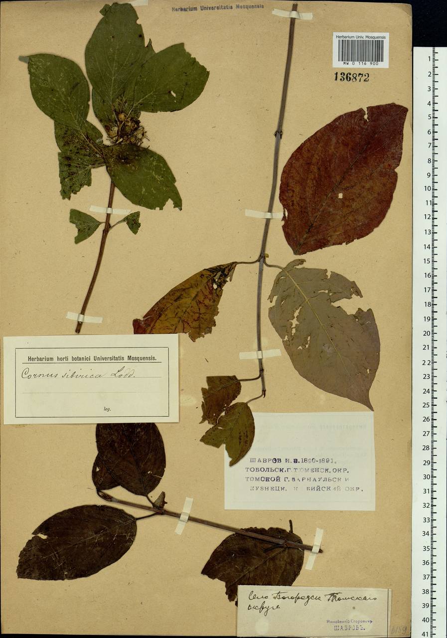 Cornus alba L., Siberia, Western Siberia (S1) (Russia)