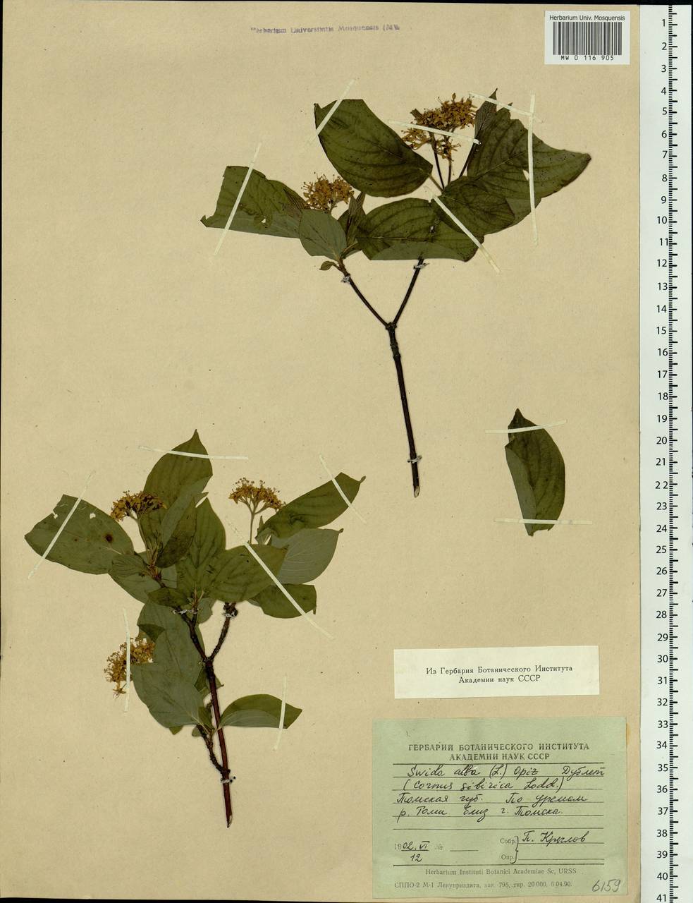 Cornus alba L., Siberia, Western Siberia (S1) (Russia)