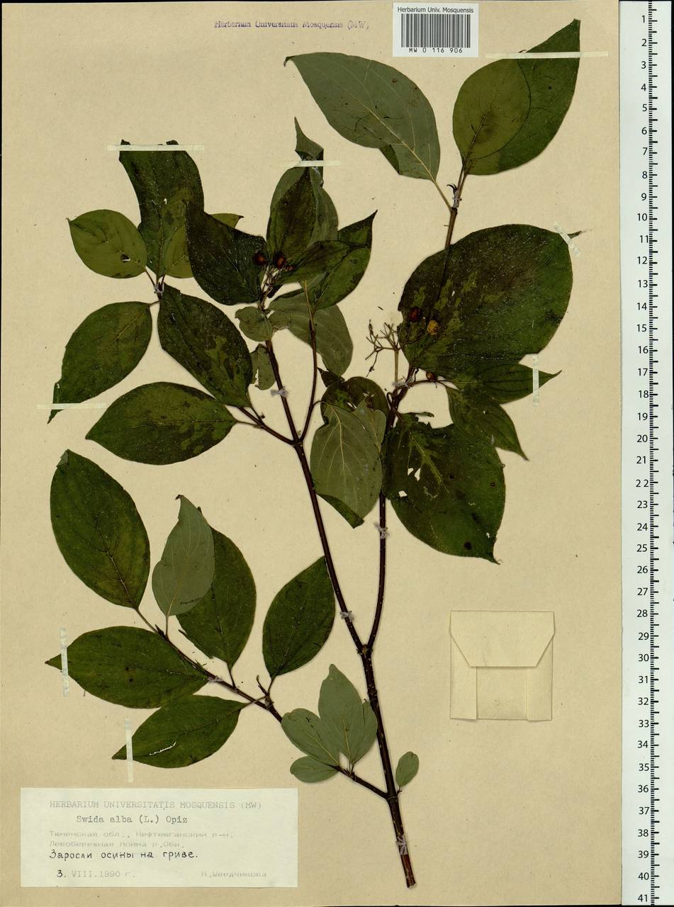 Cornus alba L., Siberia, Western Siberia (S1) (Russia)
