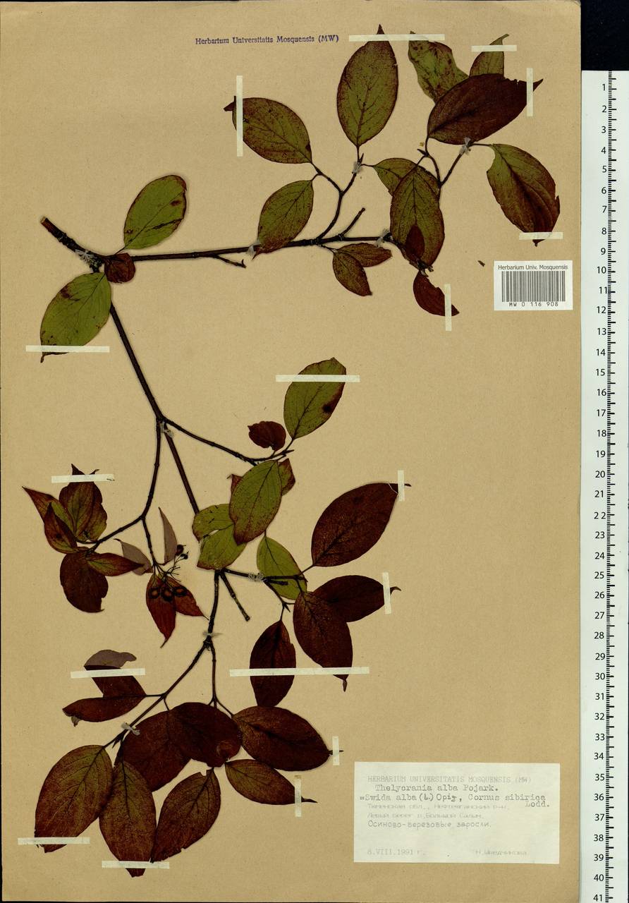 Cornus alba L., Siberia, Western Siberia (S1) (Russia)