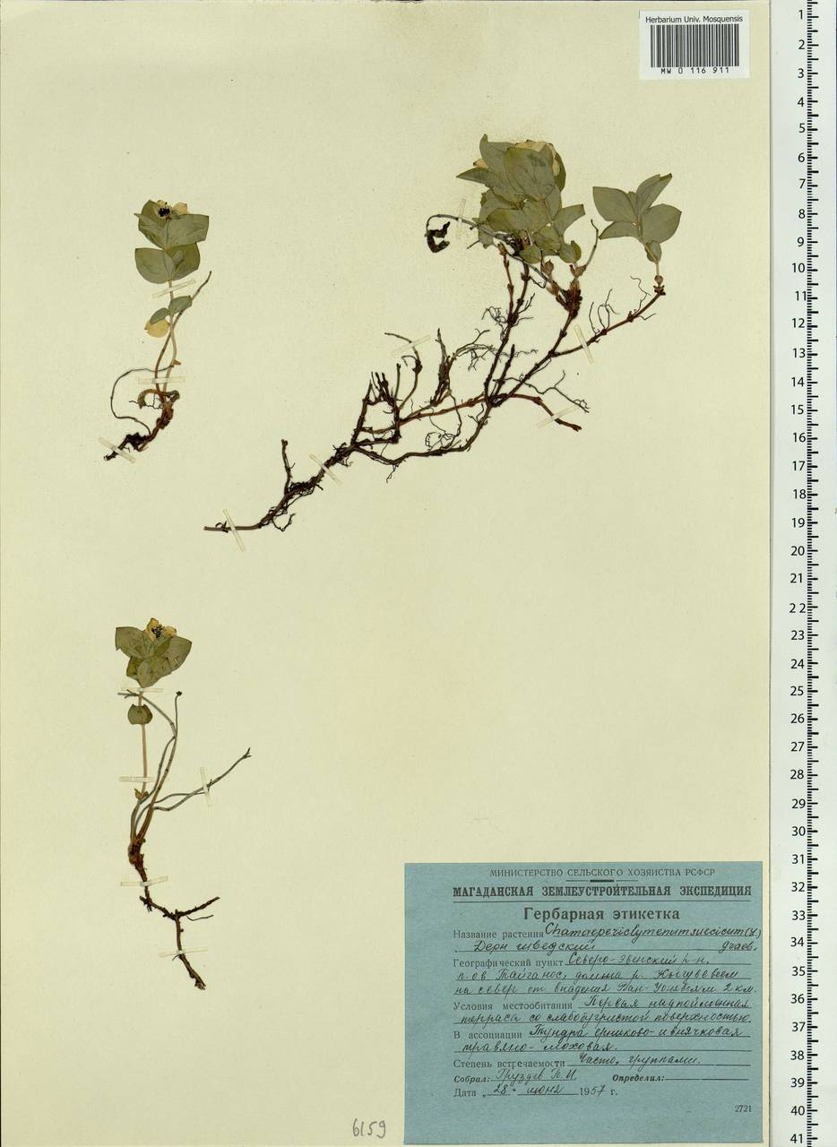 Cornus suecica L., Siberia, Chukotka & Kamchatka (S7) (Russia)