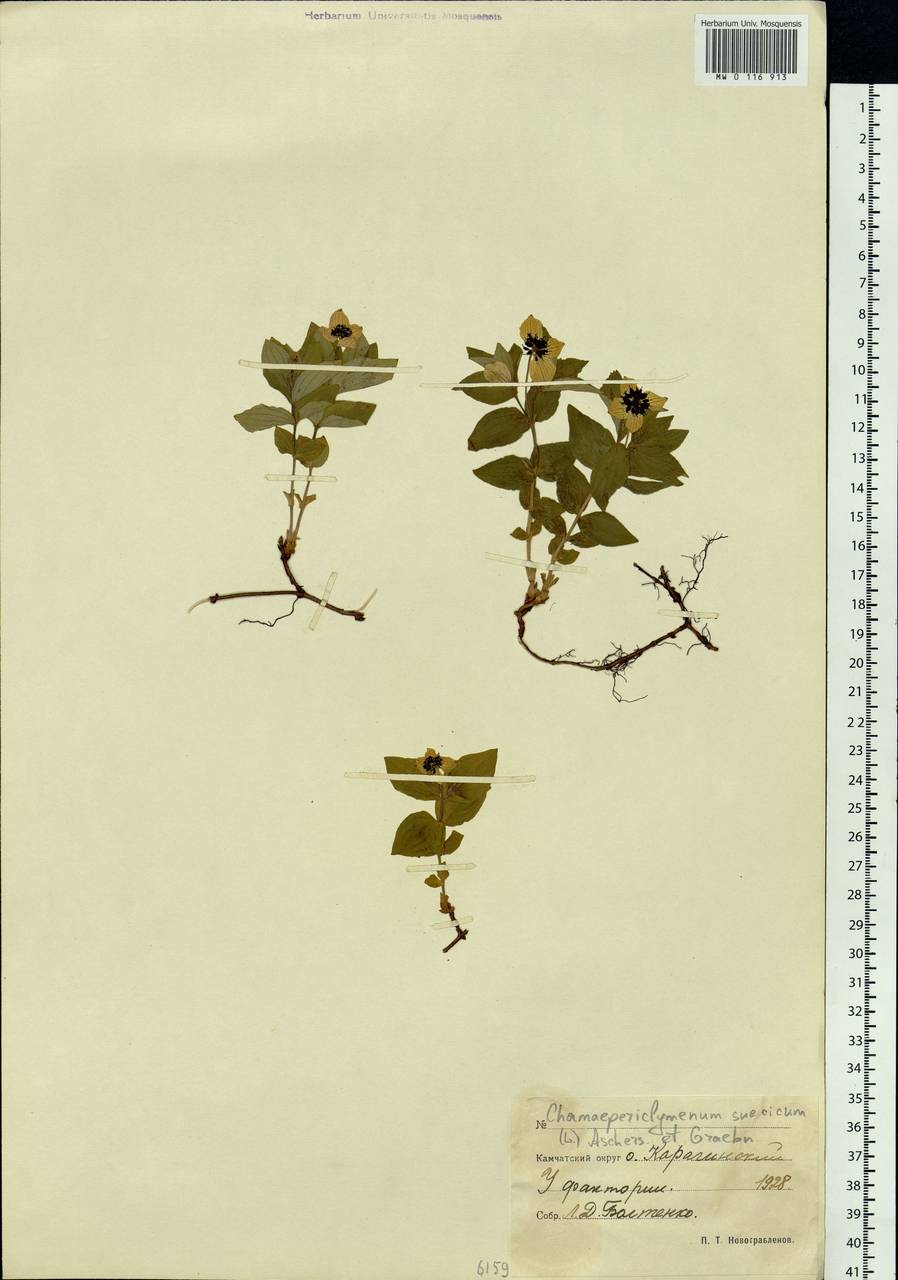 Cornus suecica L., Siberia, Chukotka & Kamchatka (S7) (Russia)