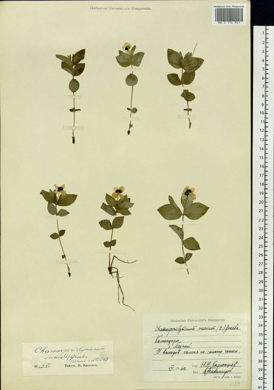 Cornus suecica L., Siberia, Chukotka & Kamchatka (S7) (Russia)