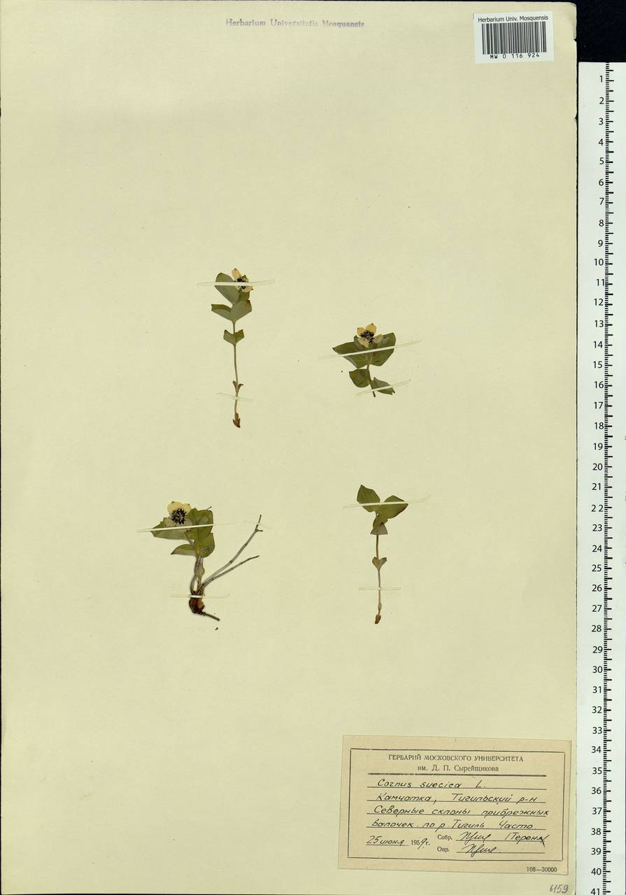 Cornus suecica L., Siberia, Chukotka & Kamchatka (S7) (Russia)