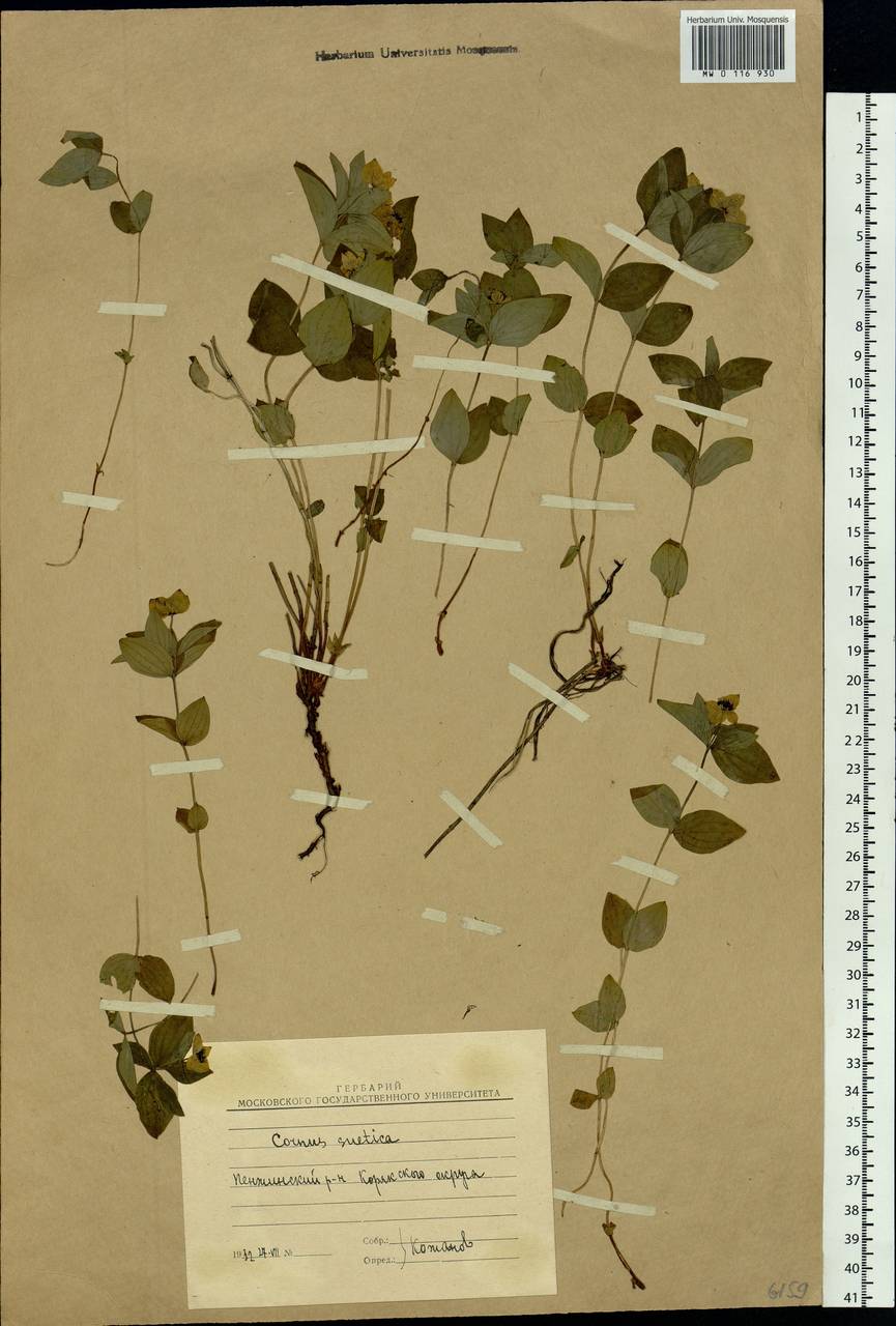Cornus suecica L., Siberia, Chukotka & Kamchatka (S7) (Russia)