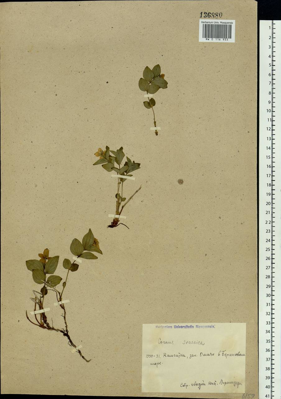 Cornus suecica L., Siberia, Chukotka & Kamchatka (S7) (Russia)