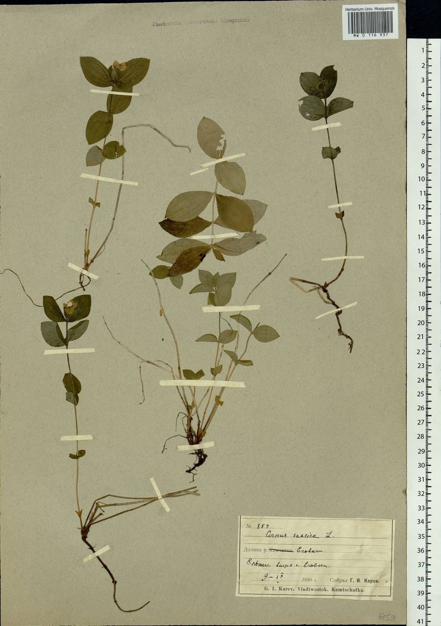 Cornus suecica L., Siberia, Chukotka & Kamchatka (S7) (Russia)