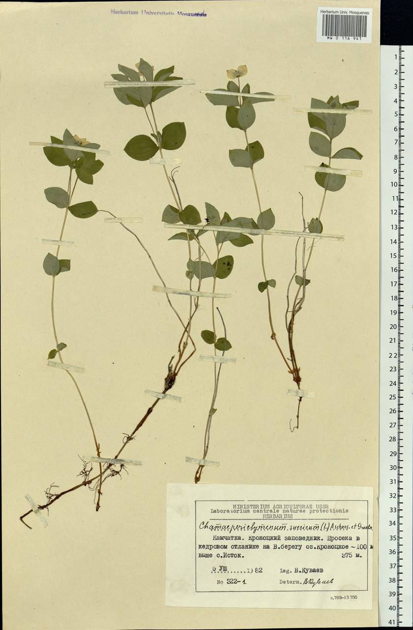 Cornus suecica L., Siberia, Chukotka & Kamchatka (S7) (Russia)