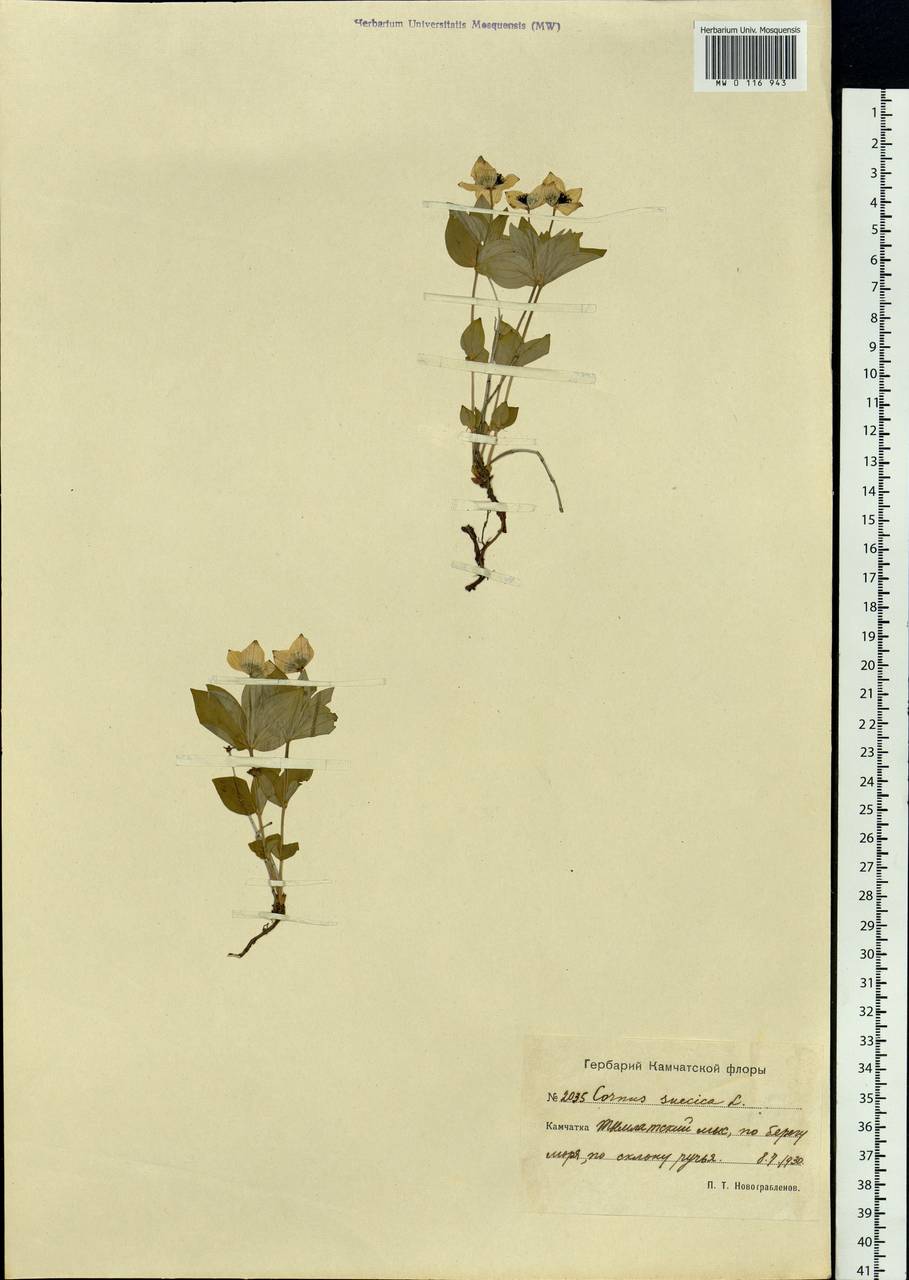 Cornus suecica L., Siberia, Chukotka & Kamchatka (S7) (Russia)